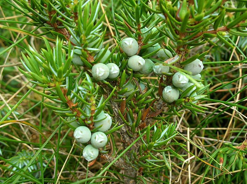 Juniperus communis (=Juniperus nana) / Ginepro nano